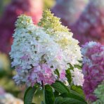 Hortenzia metlinatá (Hydrangea paniculata) ´LIVING COLOURFUL COCTAIL®´ - výška 20-30 cm, kont. C2L